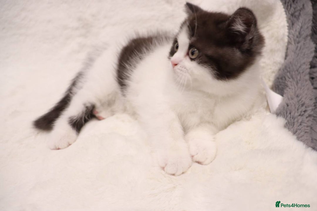 British Shorthair cats for sale: Champion Bloodlines BSH kittens  - Image 11