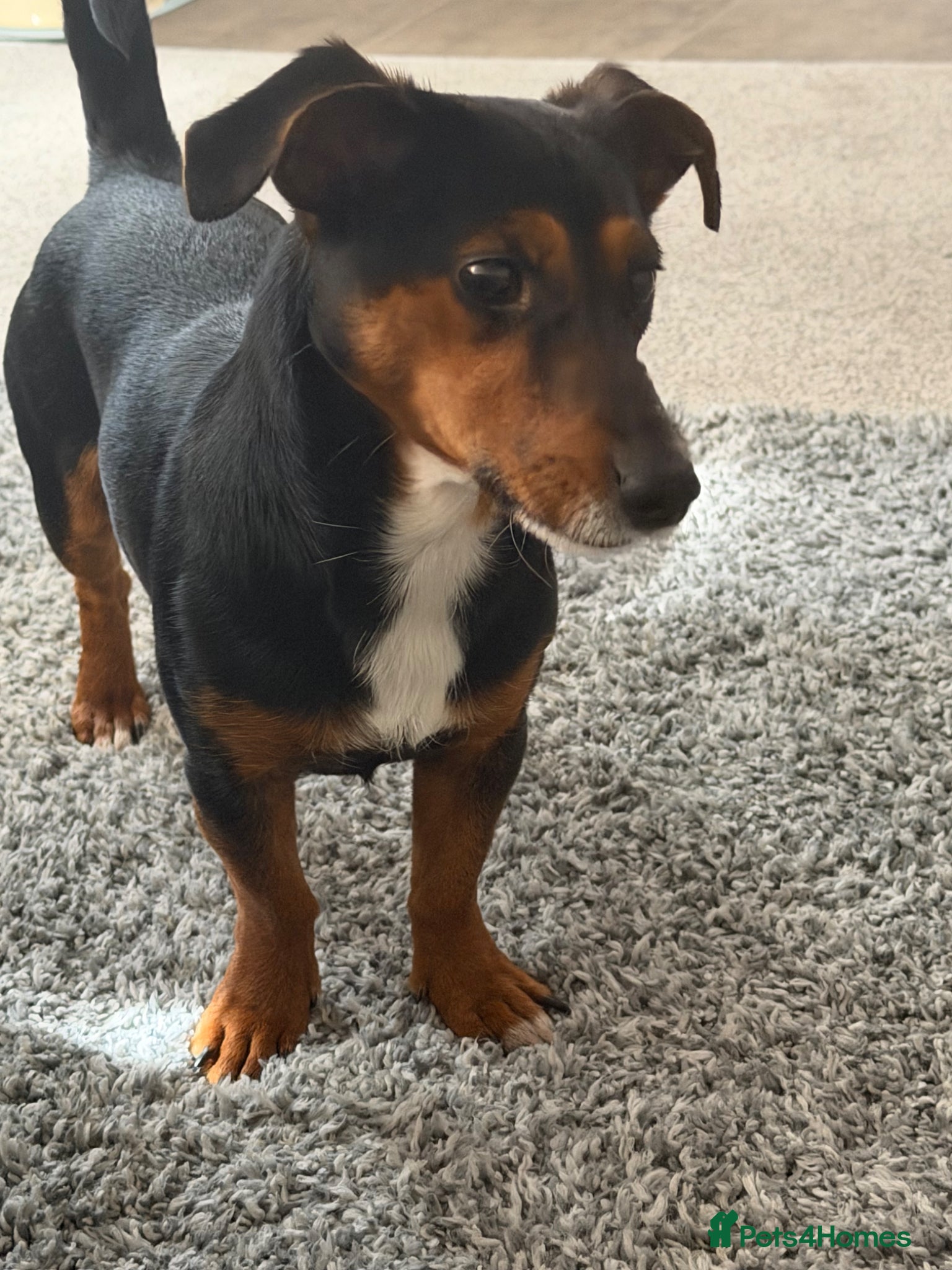 Jackshund dogs Cooper (jackshund) Jack Russell x dachshund  - Advert 1