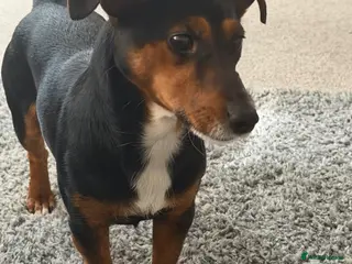 Jackshund dogs Cooper (jackshund) Jack Russell x dachshund - Advert 6