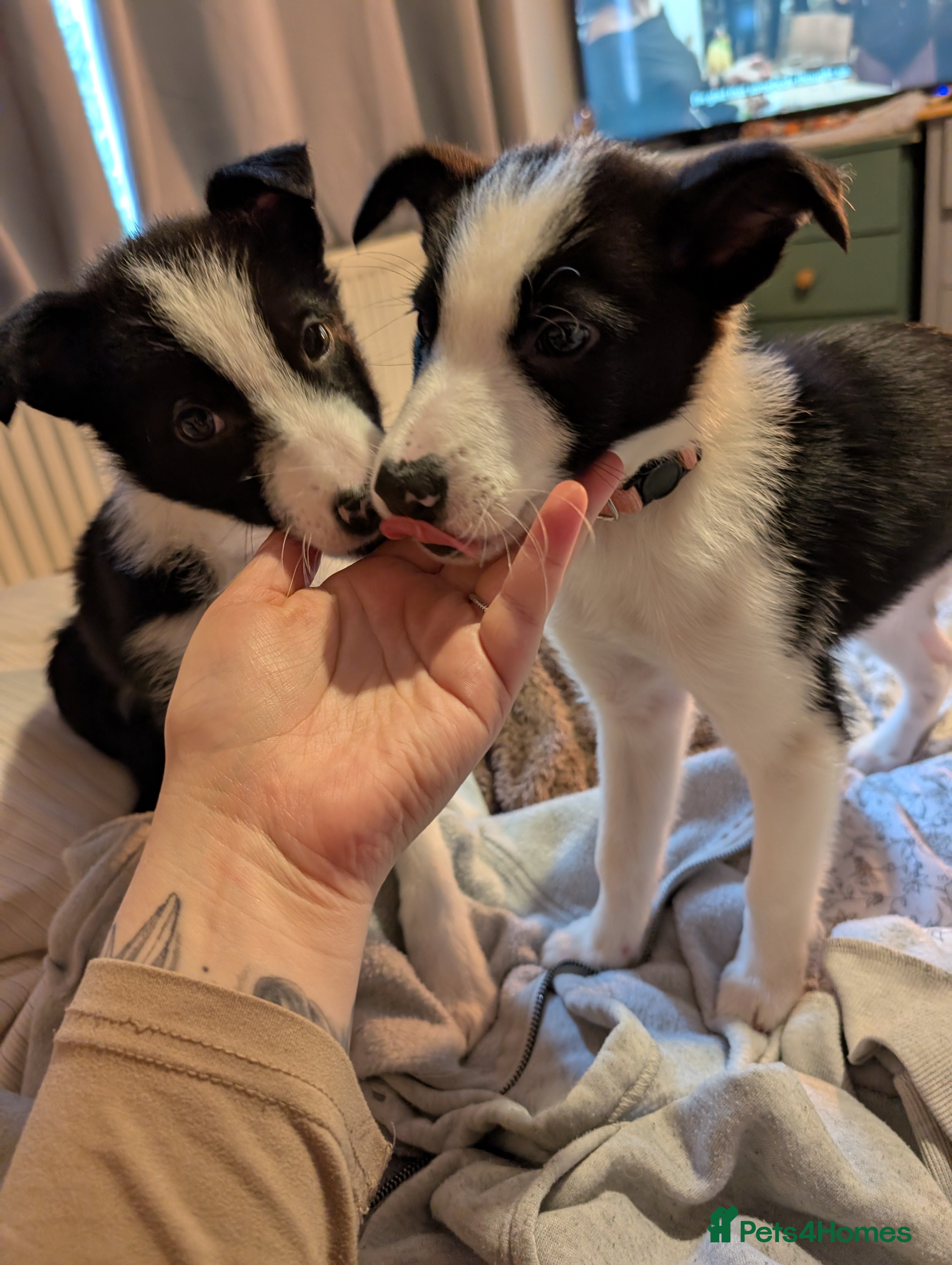 Border Collie dogs 2x border collie bitches. READY NOW - Advert 13