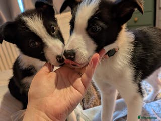 Border Collie dogs 2x border collie bitches. READY NOW - Advert 13