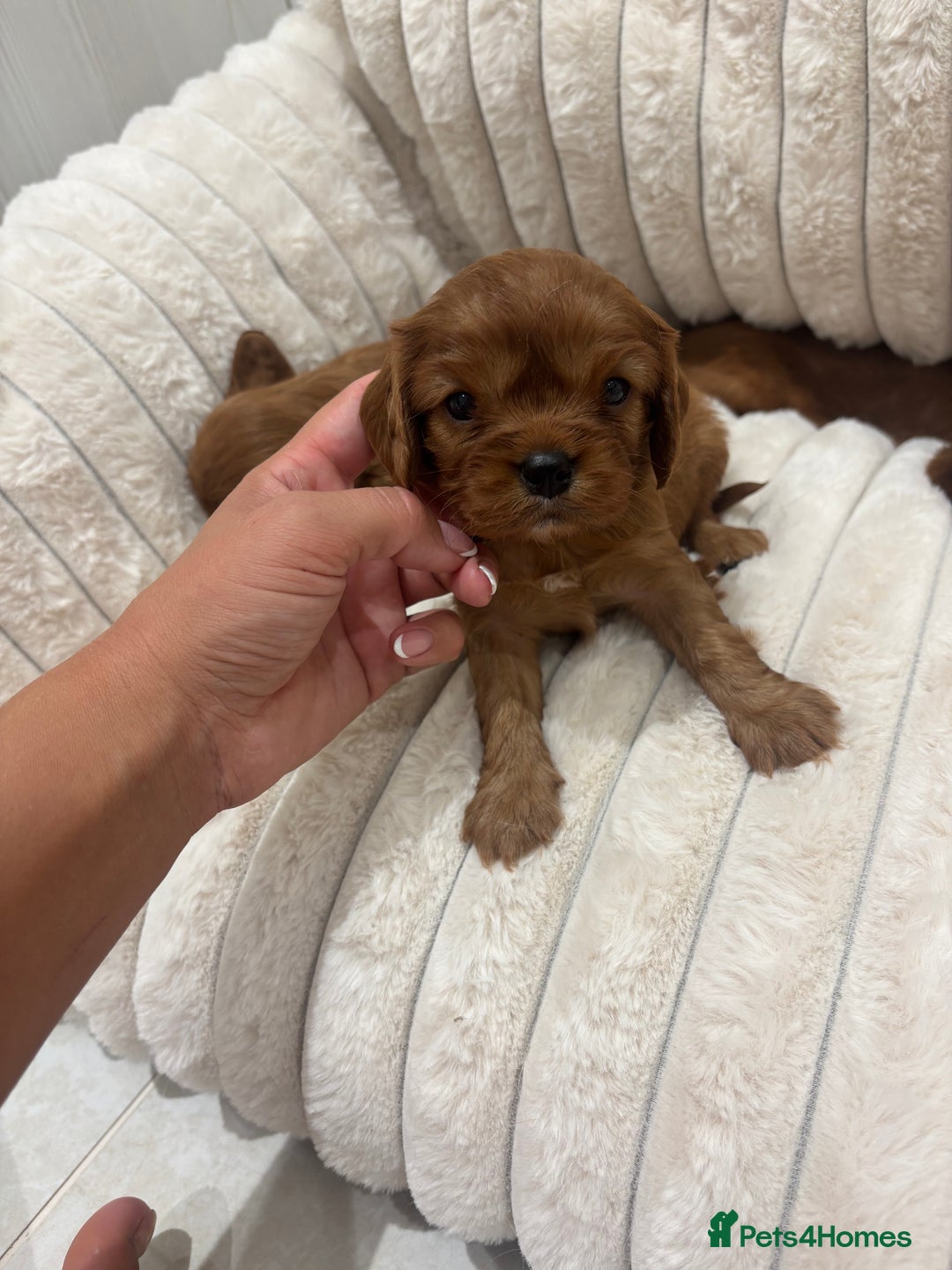 Cavalier King Charles Spaniel dogs for sale: Health tested King Charles cavalier  - Image 5