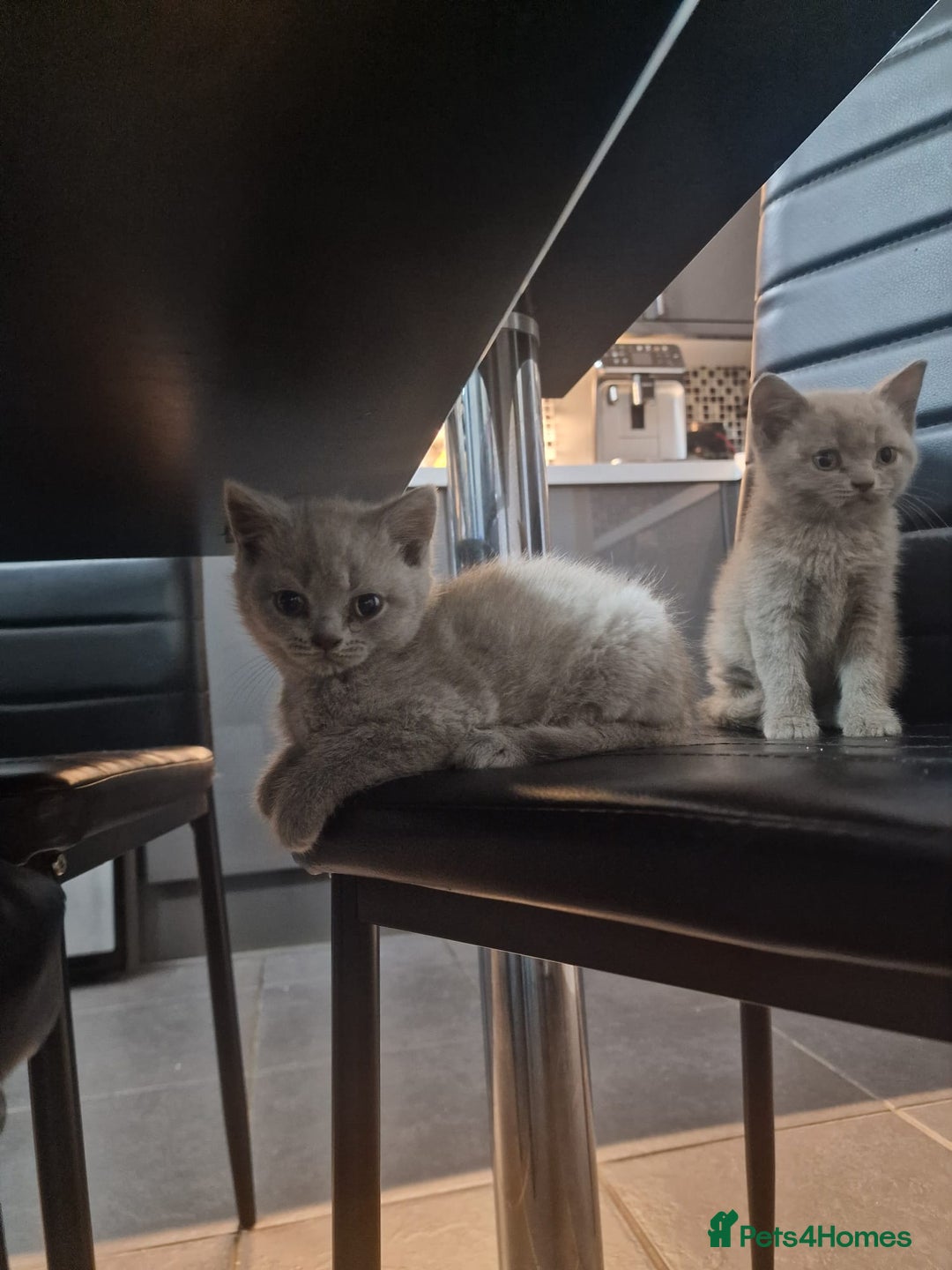 British Shorthair cats for sale: Pure British Short Hair cutties - Image 14