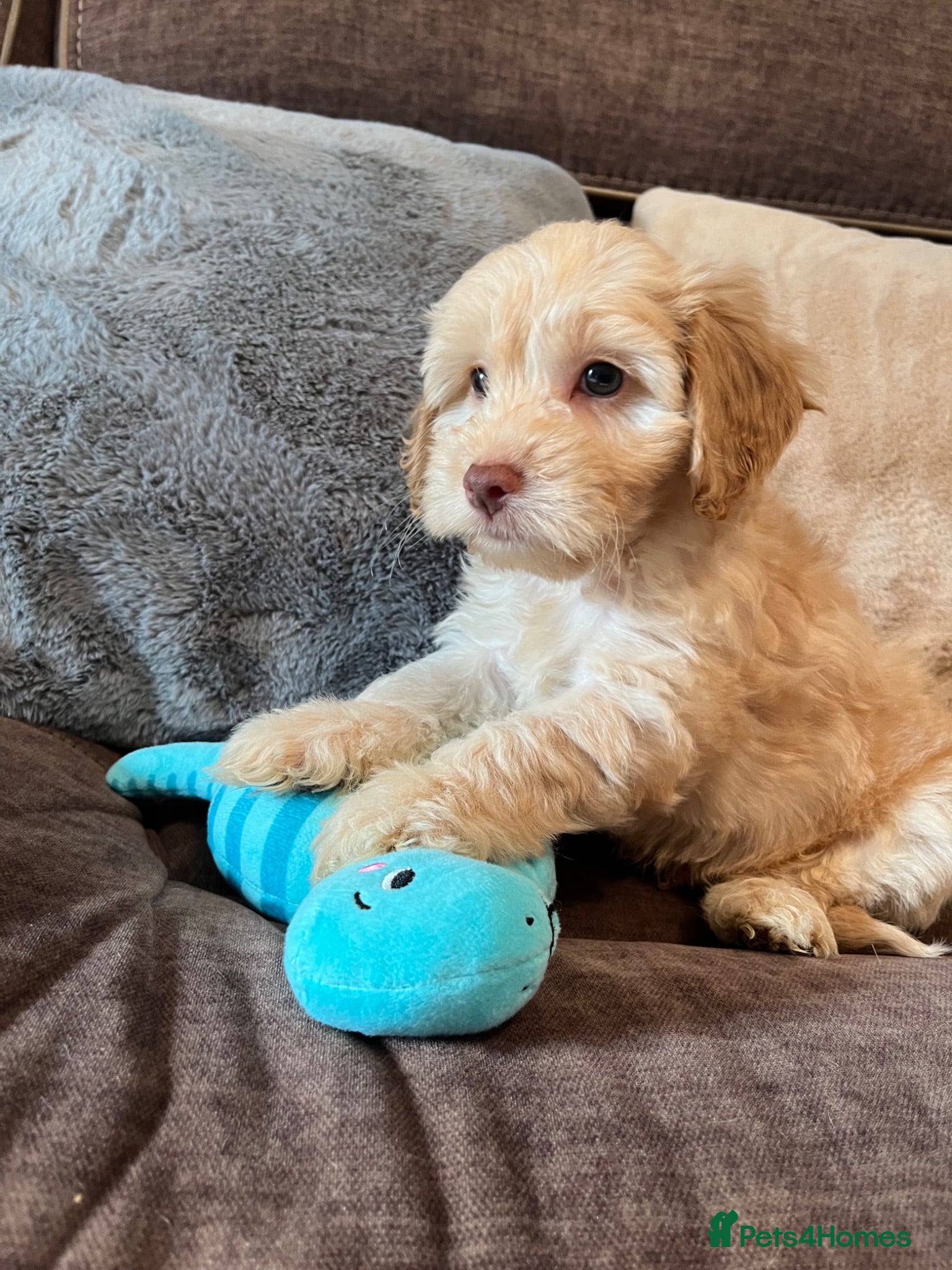 Cockapoo dogs 💙💗Gorgeous healthy Cockapoo F1 Puppies  - Advert 13