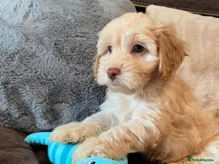 Cockapoo dogs 💙💗Gorgeous healthy Cockapoo F1 Puppies - Advert 13