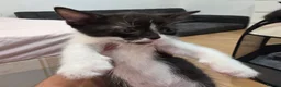 Mixed Breed cats for sale: Adorable Mixed Breed Kittens  in London - Advert 6