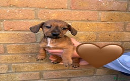 Jack Russell dogs for sale: Jack Russell Puppies - Image 8
