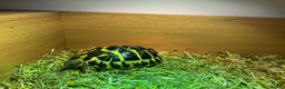 Hermann Tortoise reptiles for sale: Dwarf Herman tortoise - Advert 2