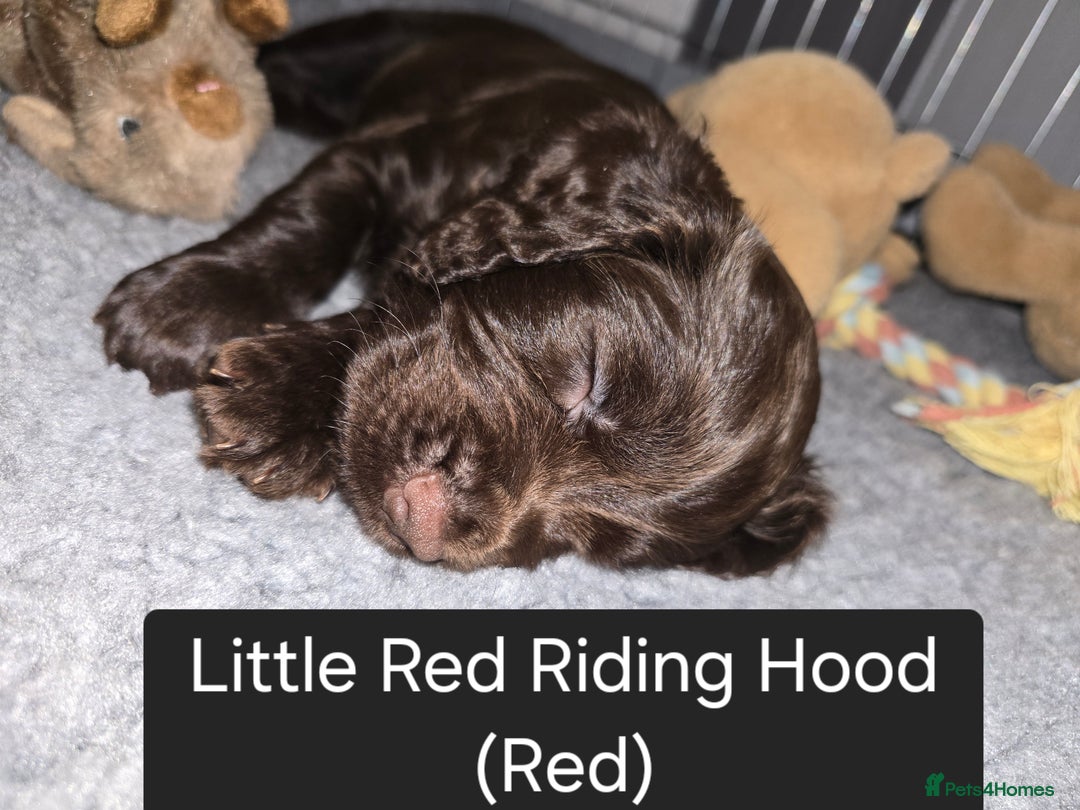 Cocker Spaniel dogs for sale: Working Cocker Spaniels - Image 17