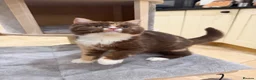 British Shorthair cats for sale: READY NOW - REGISTERED FULL PEDIGREE BSH KITTENS - Advert 30