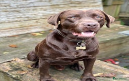 Labrador Retriever dogs for sale: Health Tested KC Male Labrador For Sale - Image 2