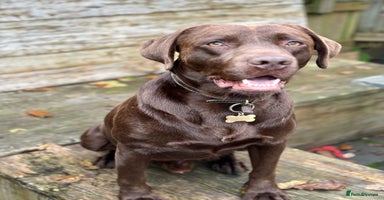 Labrador Retriever dogs - Advert 7