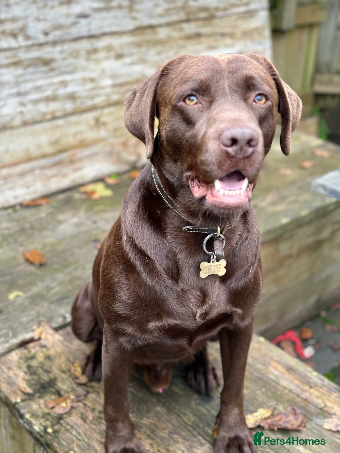 Labrador Retriever dogs for sale: Health Tested KC Male Labrador For Sale - Image 2