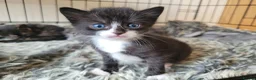 Mixed Breed cats for sale: 3 beautiful kittens left - Advert 16