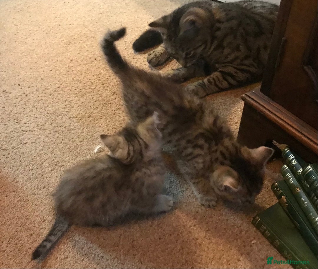 Mixed Breed cats for sale: Beautiful Fluffy Tabby Siblings for sale - Image 10