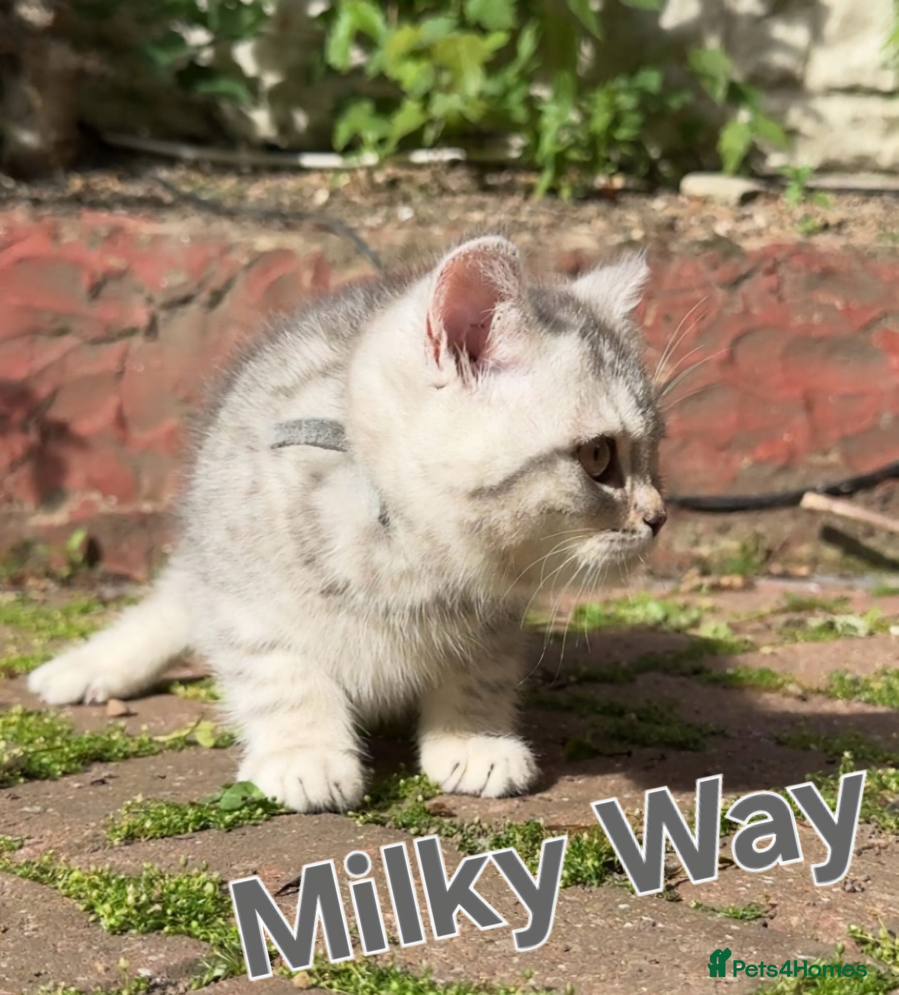 British Shorthair cats *Ready to leave next week* GCCF BSH silver tipped  - Advert 2