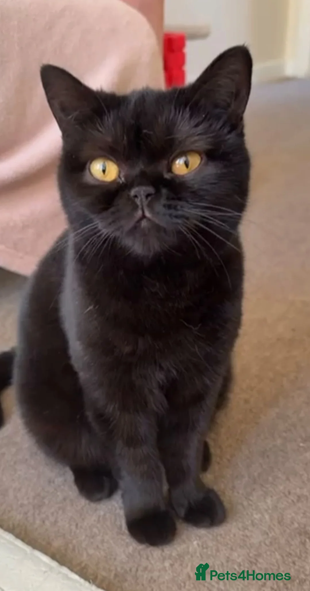British Shorthair cats for sale: Free British shorthair Female golden eyes - Advert 1