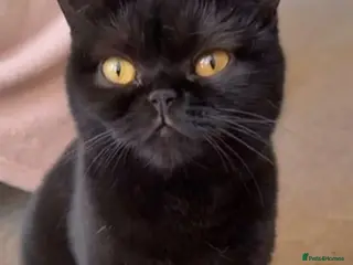 British Shorthair cats Free British shorthair Female golden eyes - Advert 1