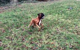 Boxer dogs for stud: KC Boxer Available for Stud | Champion Bloodlines - Image 9
