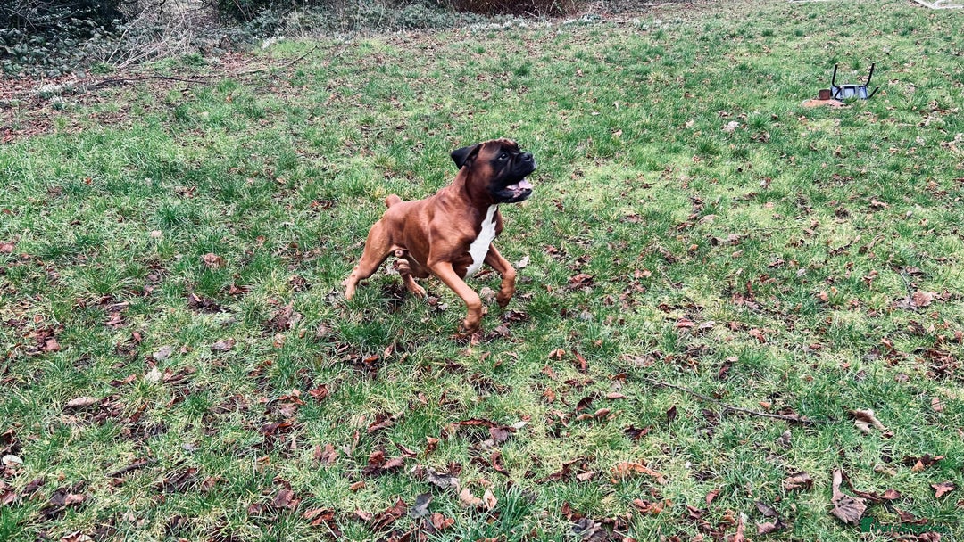 Boxer dogs for stud: KC Boxer Available for Stud | Champion Bloodlines - Image 9