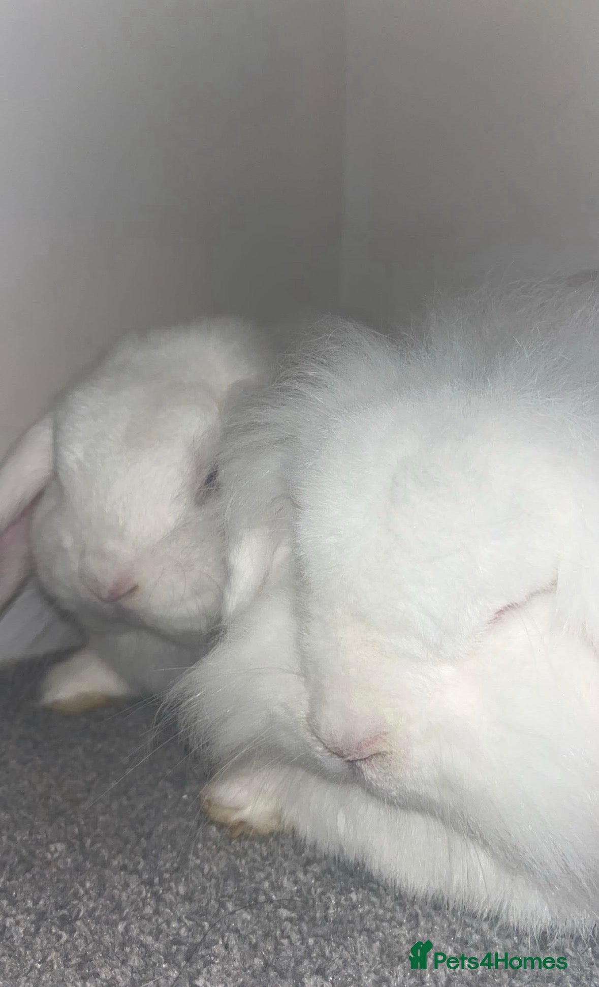 Mixed Breed rabbits ** Free to a good home ** - Advert 1