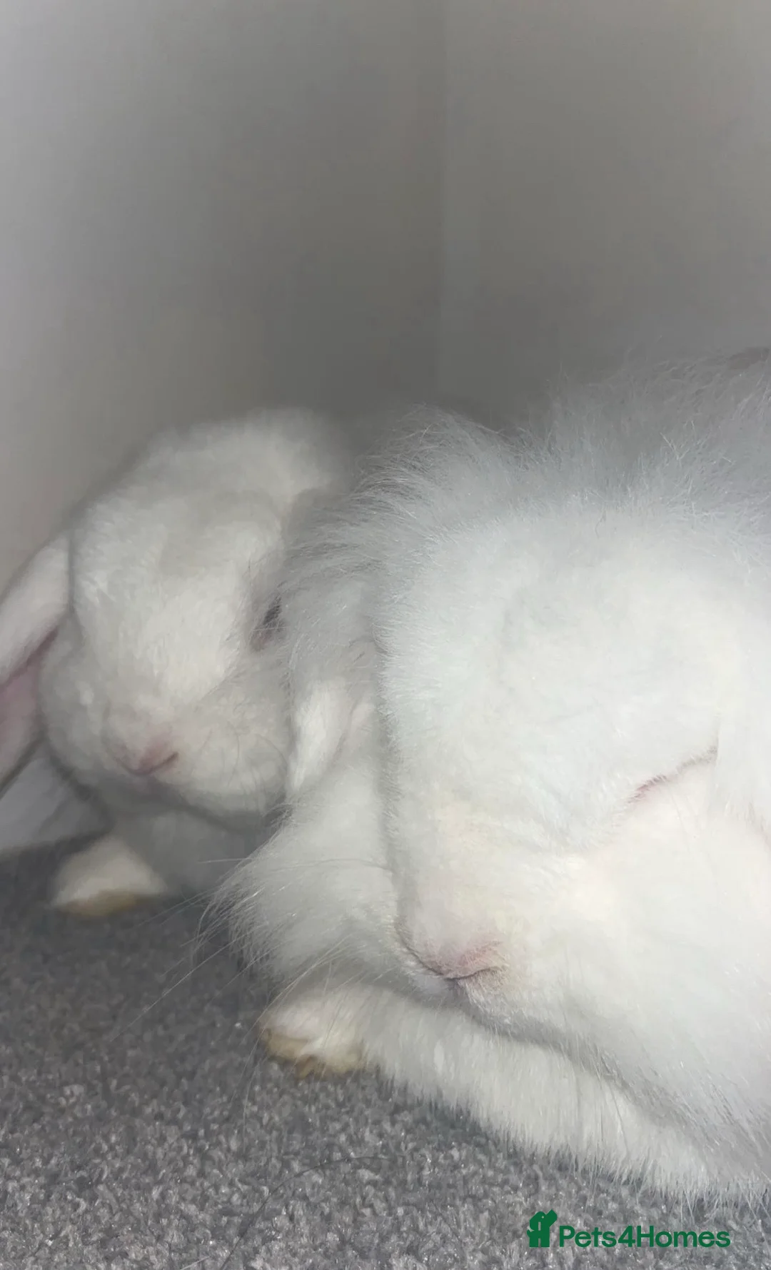 Mixed Breed rabbits for sale: ** Free to a good home ** in Edinburgh - Advert 1