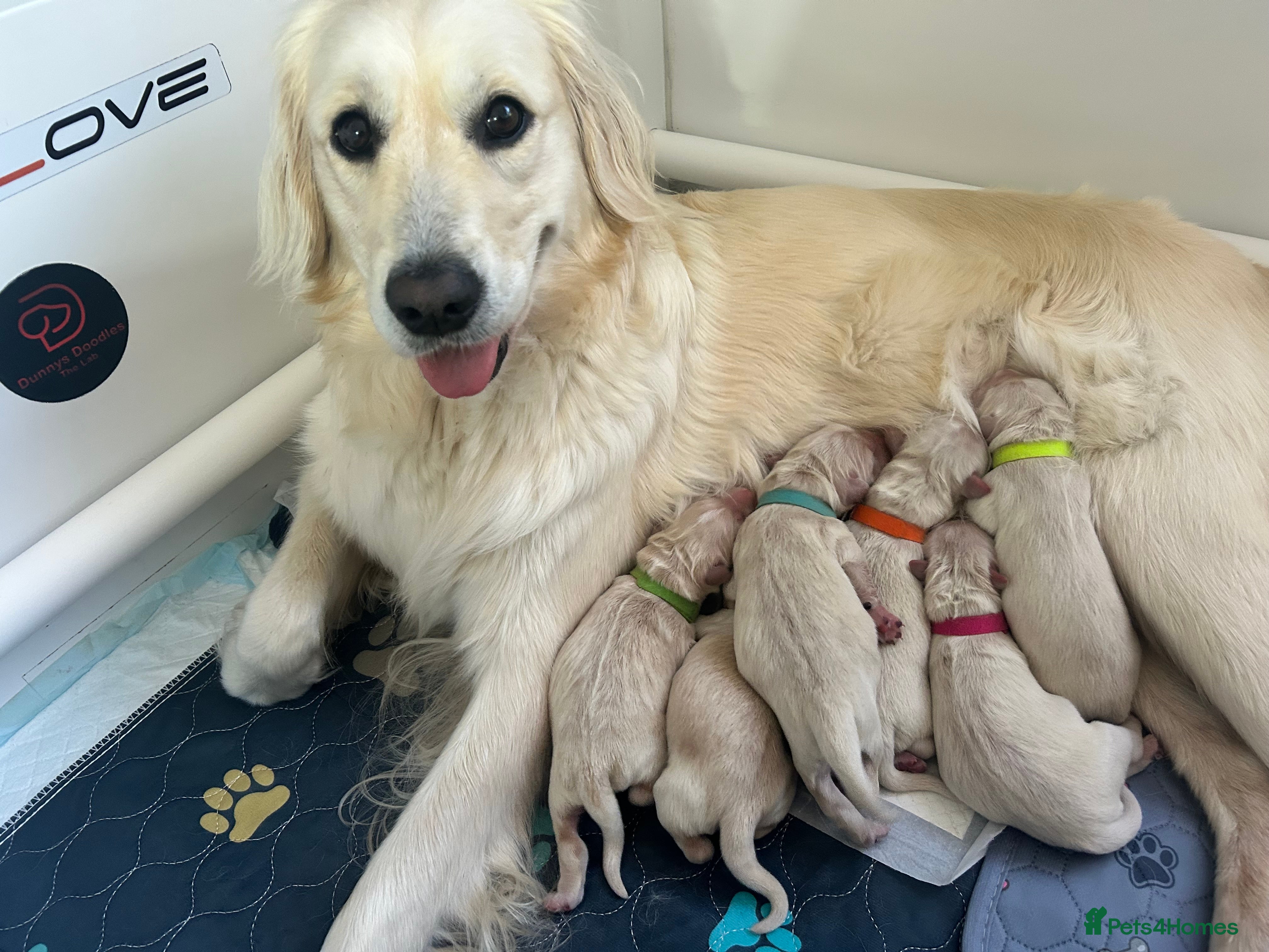 Golden Retriever dogs Golden retriever puppies  - Advert 7