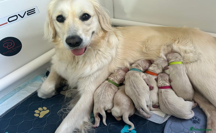 Golden Retriever dogs - Advert 1