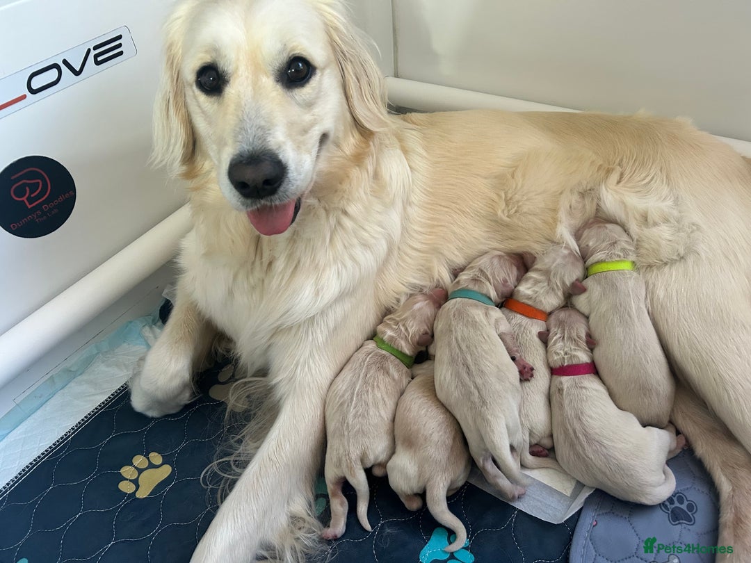 Golden Retriever dogs for sale: Golden retriever puppies  - Image 1