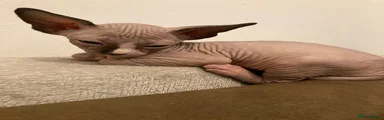 Sphynx 3
