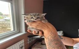 Mixed Breed cats for sale: Part Siamese kittens for sale - Image 14