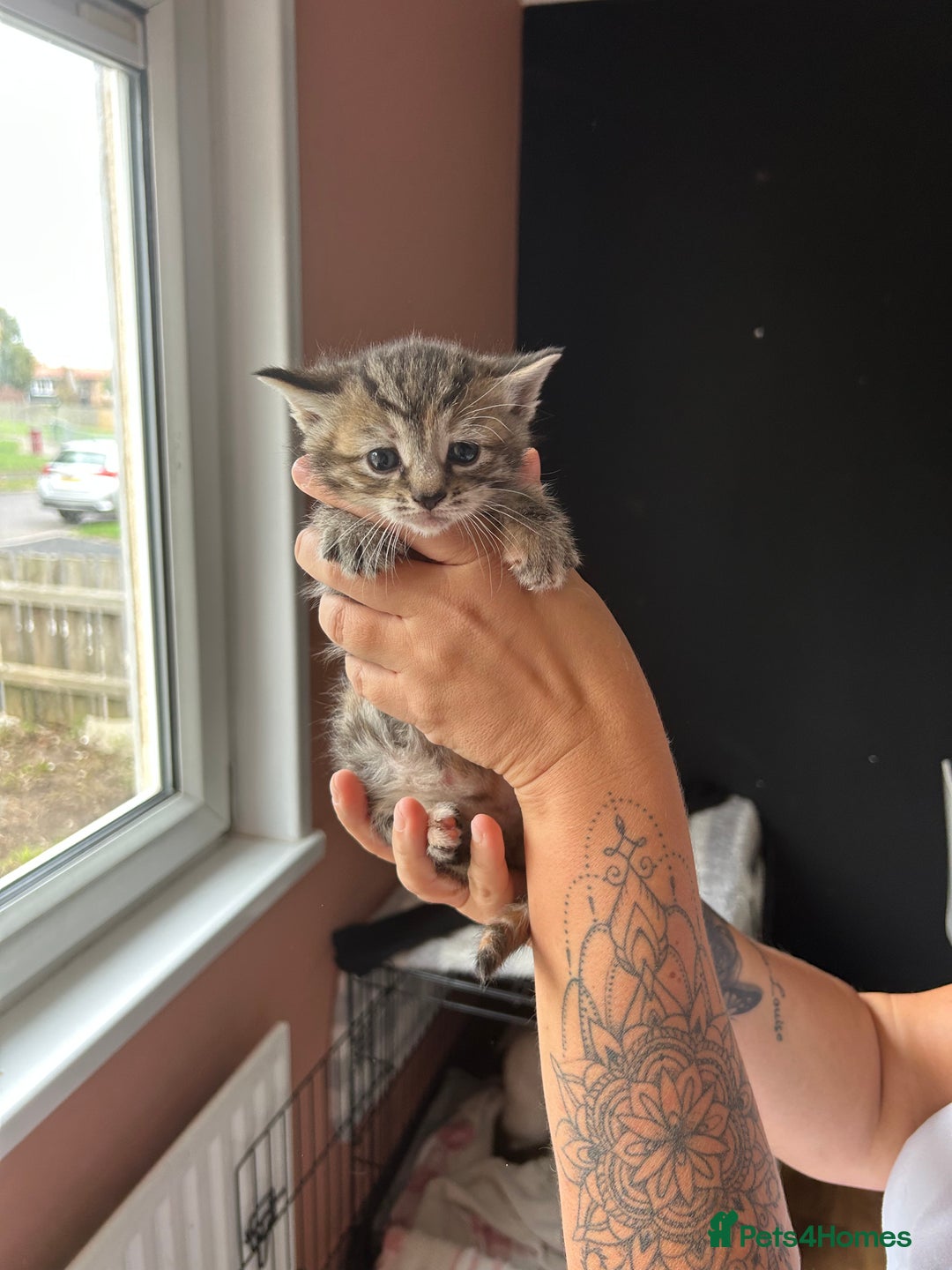Mixed Breed cats for sale: Part Siamese kittens for sale - Image 14