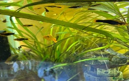Platies fish for sale: Platy fry - Image 3