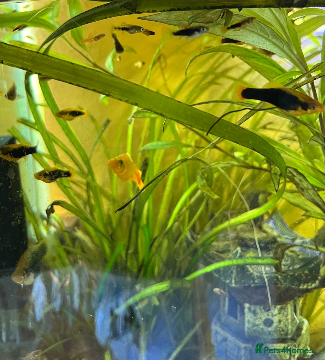 Platies fish for sale: Platy fry - Image 3