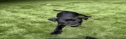 Cane Corso dogs for sale: Cane corso puppies - Advert 32