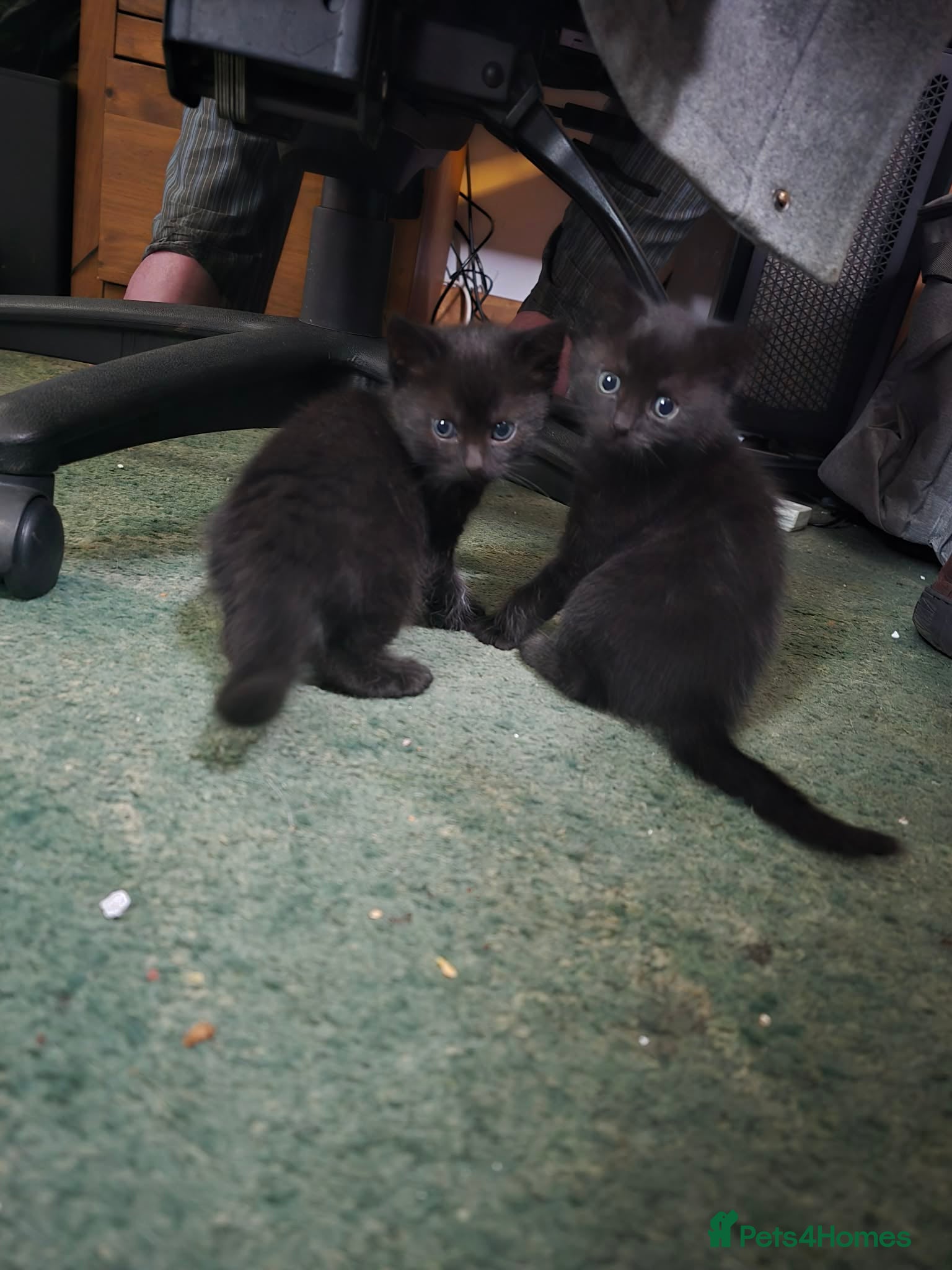 Maine Coon cats Maine Coon x Kittens - Advert 7