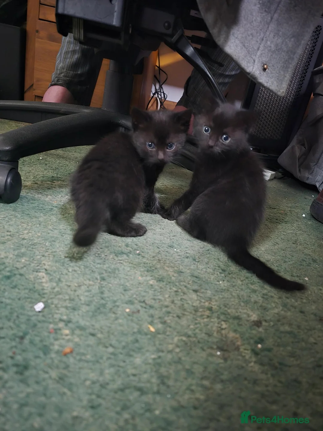 Maine Coon cats for sale: Maine Coon x Kittens - Advert 1