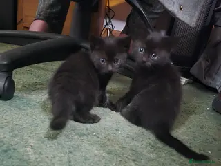 Maine Coon cats Maine Coon x Kittens - Advert 1