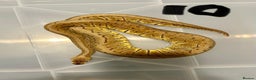 Python Snake reptiles for sale: Collection of ball pythons  - Advert 12
