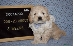Cockapoo dogs for sale: Unique F1 Cockapoo Puppies - Image 18