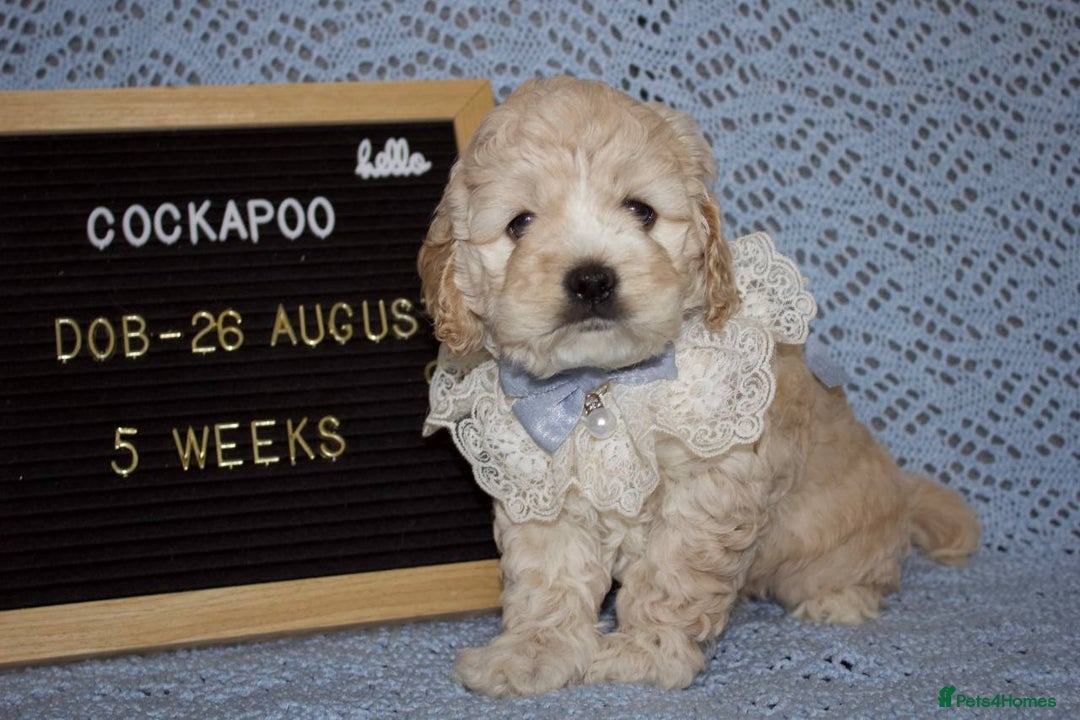 Cockapoo dogs for sale: Unique F1 Cockapoo Puppies - Image 18