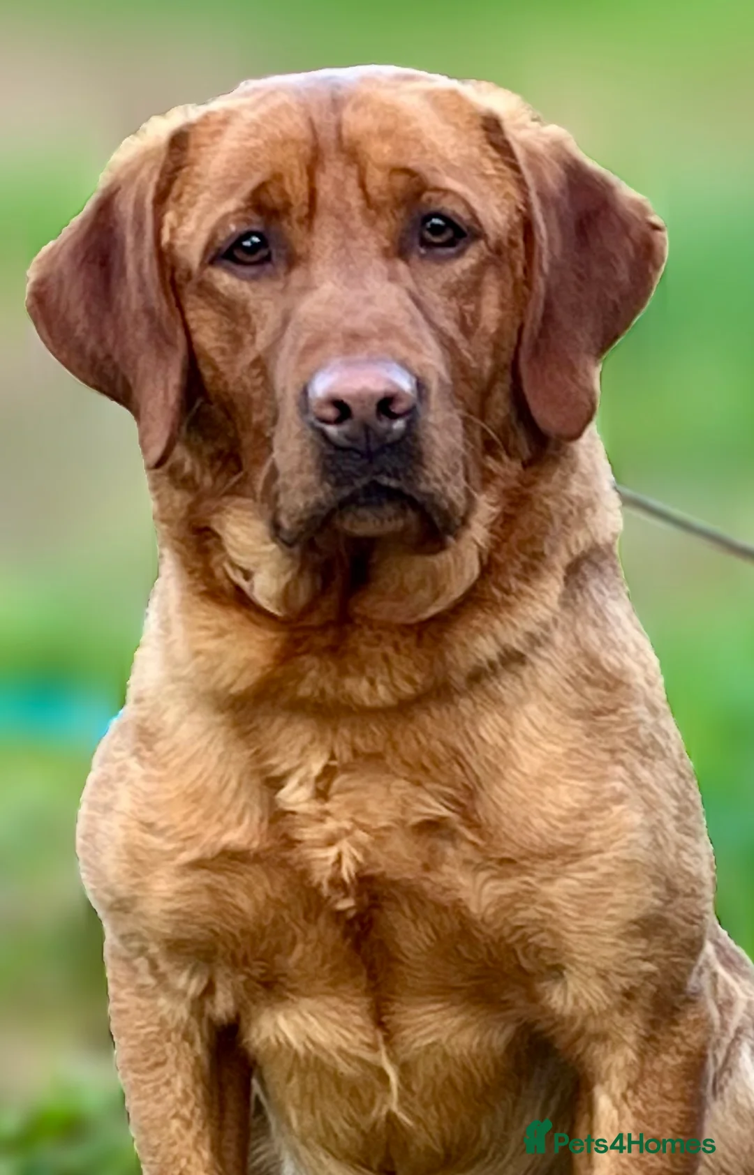 Labrador Retriever dogs for stud: KC Dark Working Fox Red Lab Stud in Melton Mowbray - Advert 1