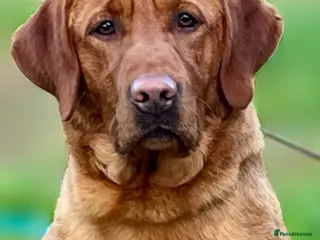 Labrador Retriever dogs KC Dark Working Fox Red Lab Stud in Melton Mowbray - Advert 3