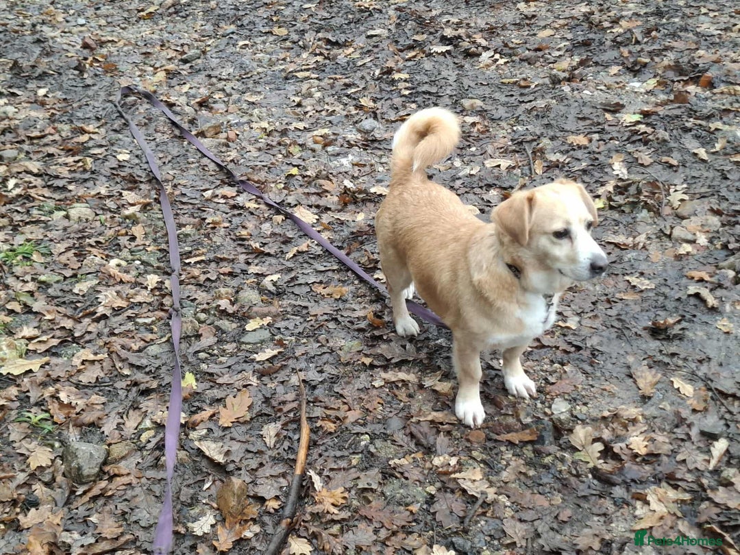 Mixed Breed dogs for adoption: Beloved Bailey - Advert 3