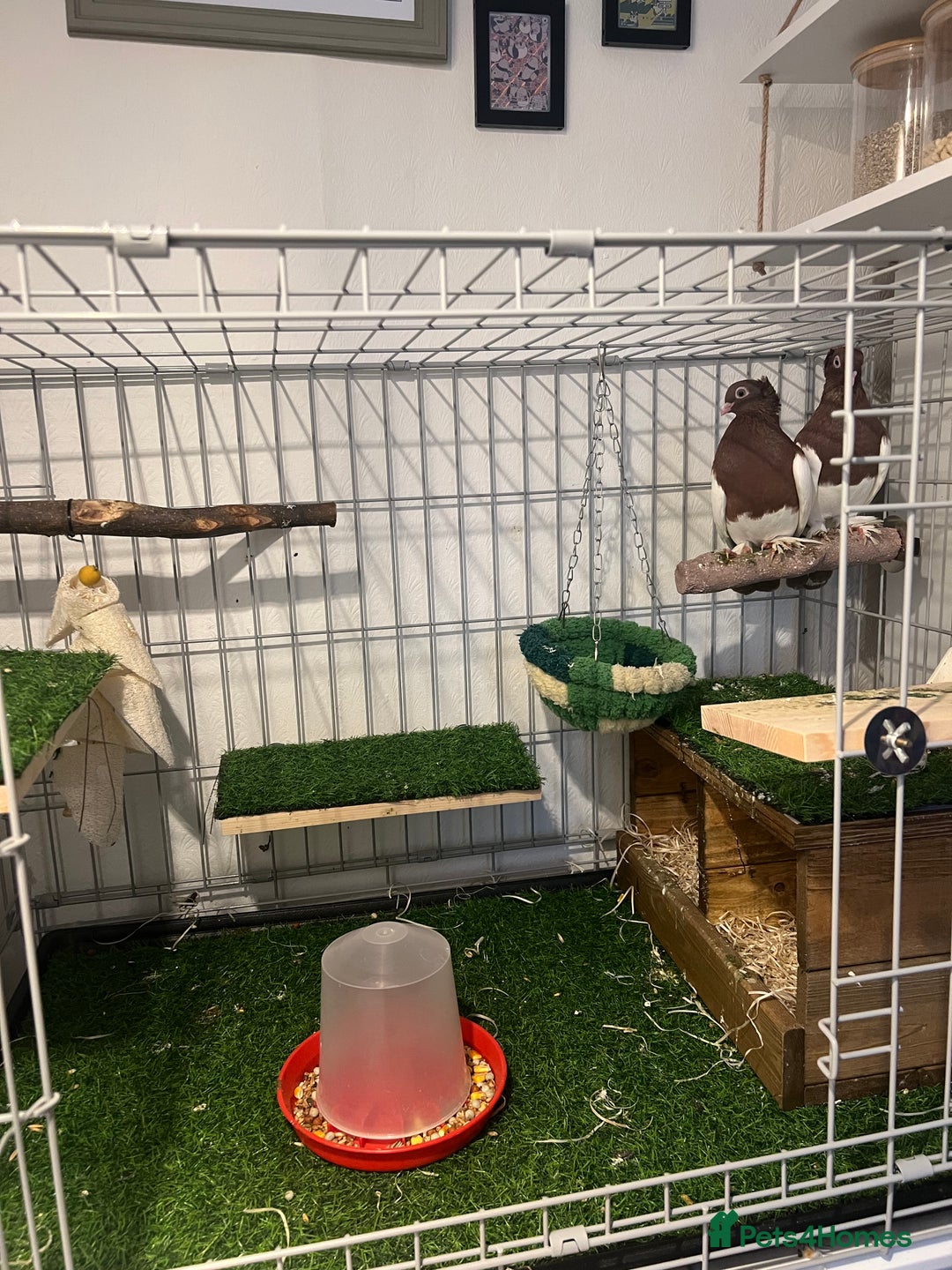 Pigeons birds for sale: Gorgeous Pigeon pair with cage.  - Advert 3