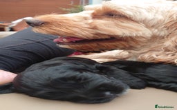 Cockapoo dogs for sale: Cockapoo Pups  - Image 2