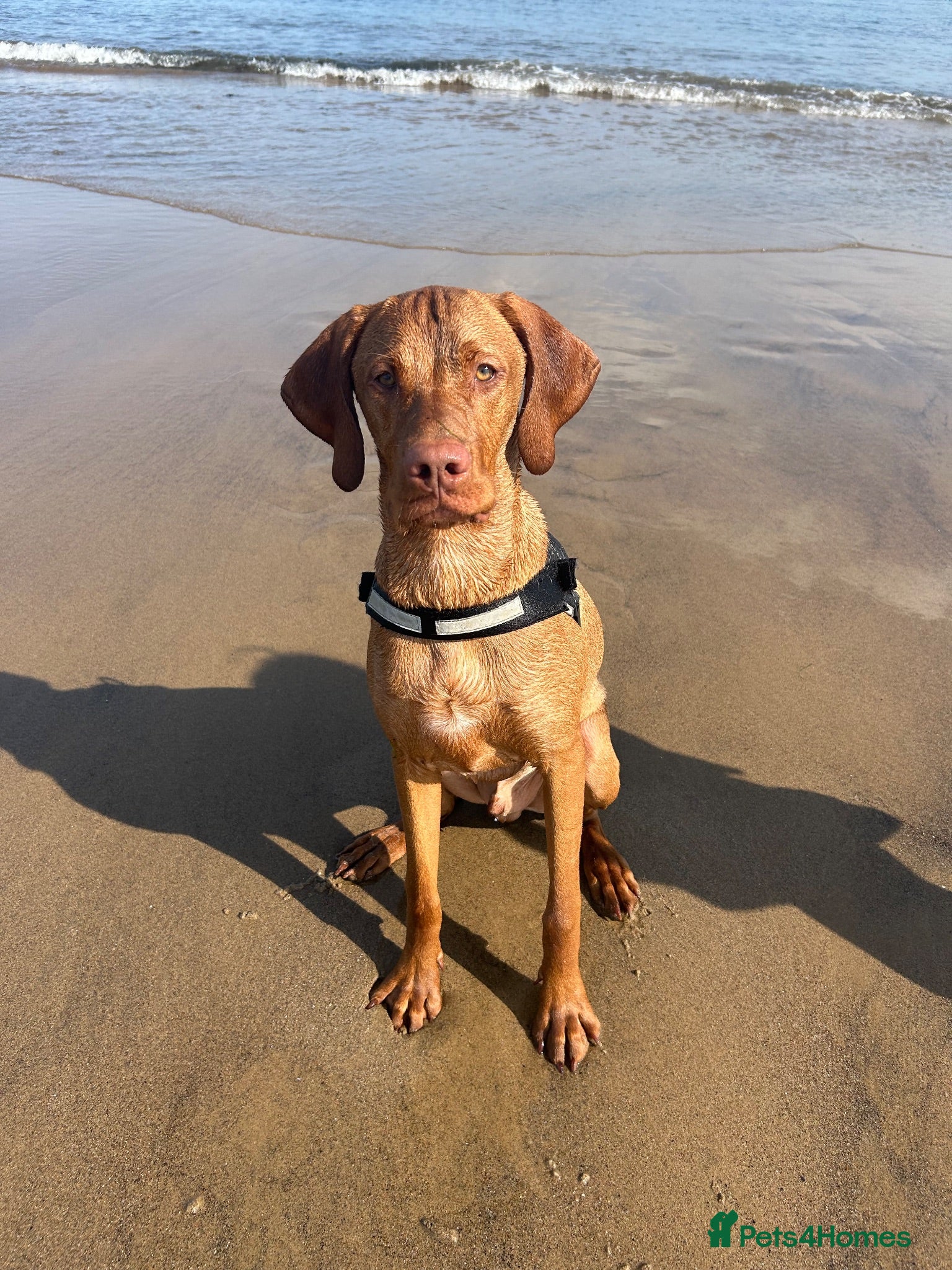 Hungarian Vizsla dogs 7 month Hungarian Vizsla  - Advert 1