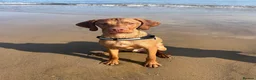 Hungarian Vizsla dogs for sale: 7 month Hungarian Vizsla  - Advert 1