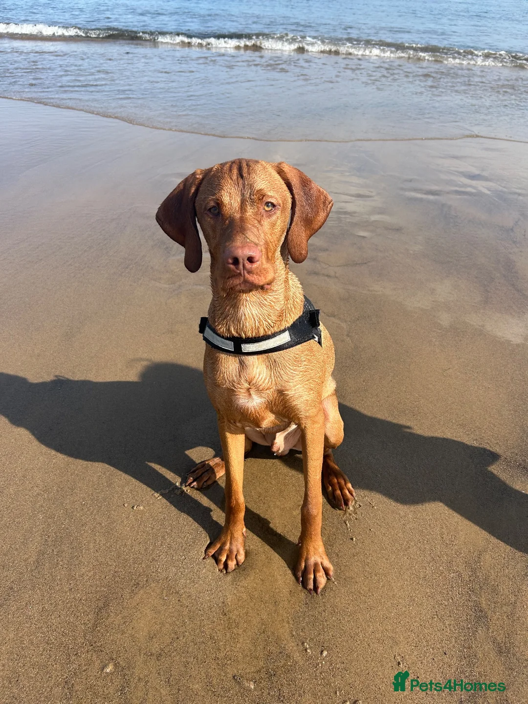 Hungarian Vizsla dogs for sale: 7 month Hungarian Vizsla  - Advert 1