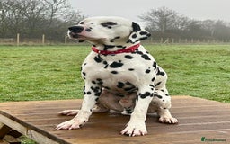 Dalmatian dogs for stud: Health tested Dalmatian available at Stud in Birmingham - Image 3